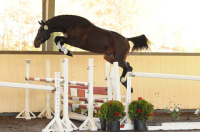 horse52012 004